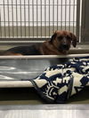 adoptable Dog in Rancho Cucamonga, CA named MAVERICK