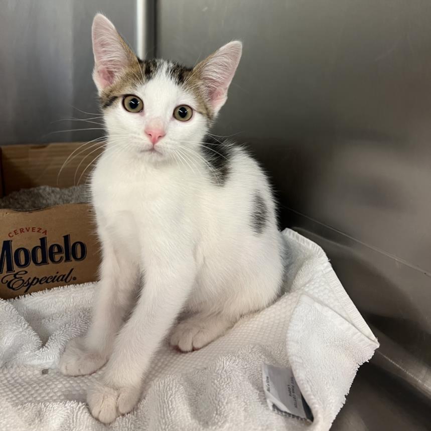 adoptable Cat in Rancho Cucamonga, CA named LOCK