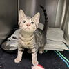 adoptable Cat in Rancho Cucamonga, CA named PRINGLE