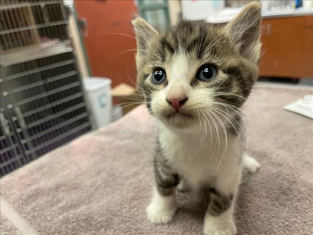 adoptable Cat in Rancho Cucamonga, CA named MONTE V K