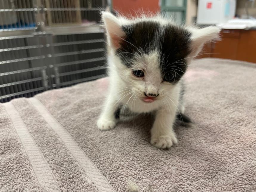 adoptable Cat in Rancho Cucamonga, CA named MONTE V K6