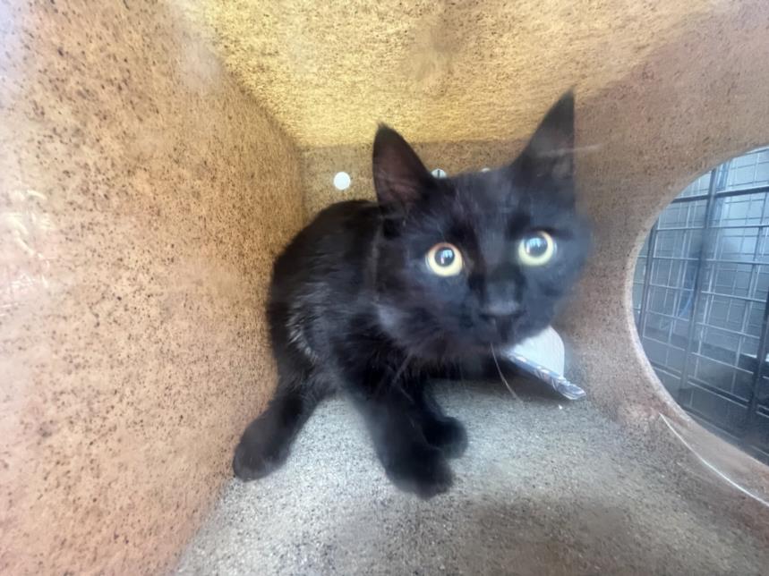 adoptable Cat in Rancho Cucamonga, CA named FERON 10