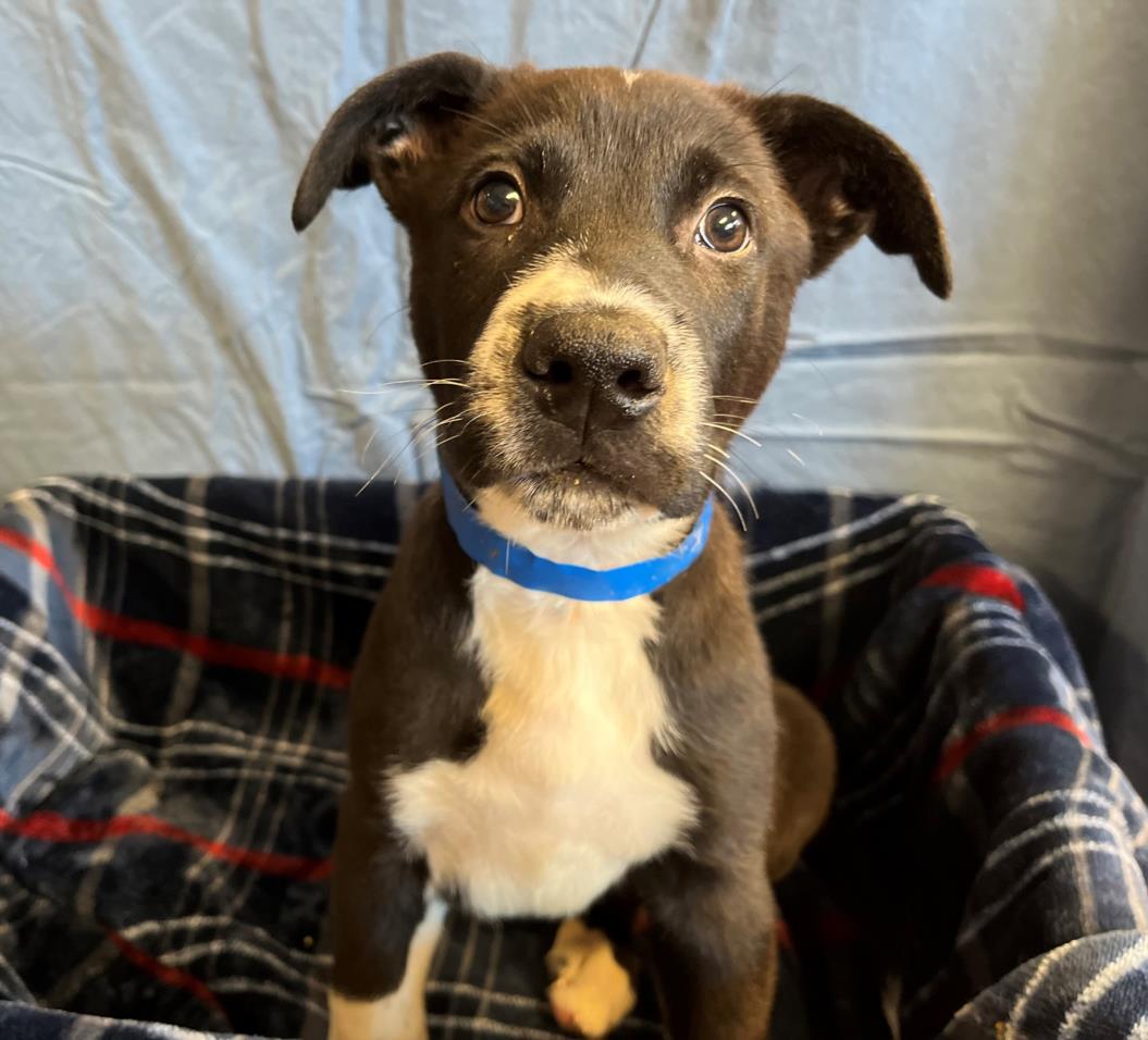 adoptable Dog in Rancho Cucamonga, CA named ROCKET