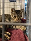 adoptable Cat in Rancho Cucamonga, CA named UNKNOWN