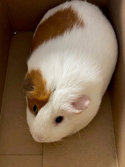 adoptable Guinea Pig in Rancho Cucamonga, CA named UNKNOWN