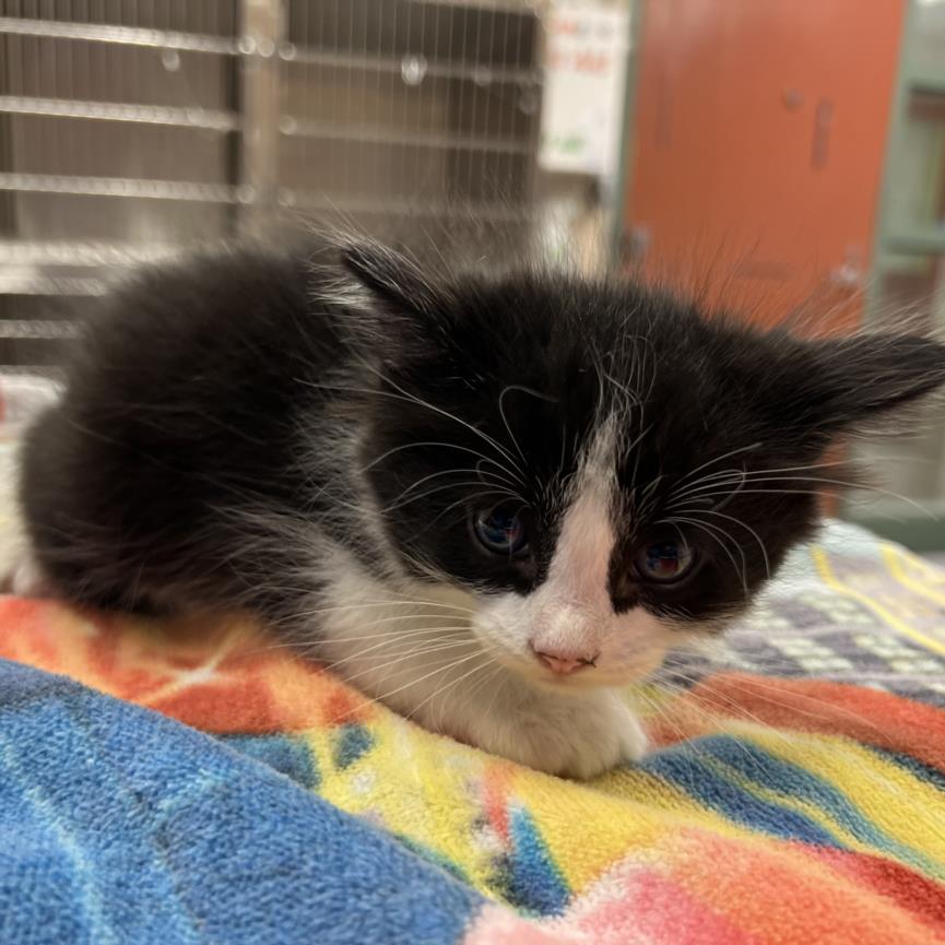 adoptable Cat in Rancho Cucamonga, CA named OREO