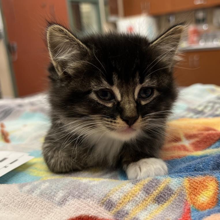 adoptable Cat in Rancho Cucamonga, CA named CHOCO