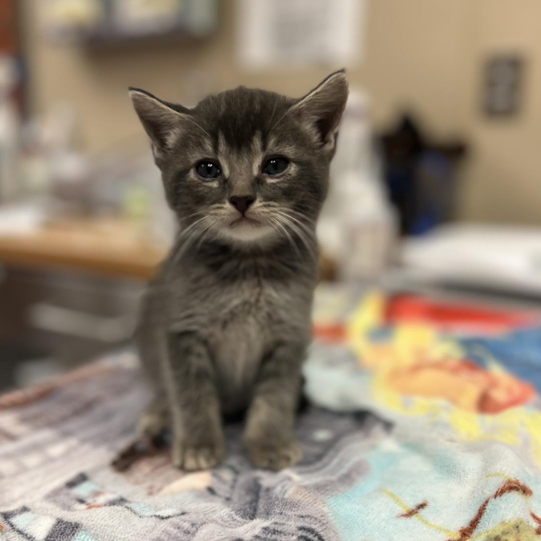 adoptable Cat in Rancho Cucamonga, CA named LATTE