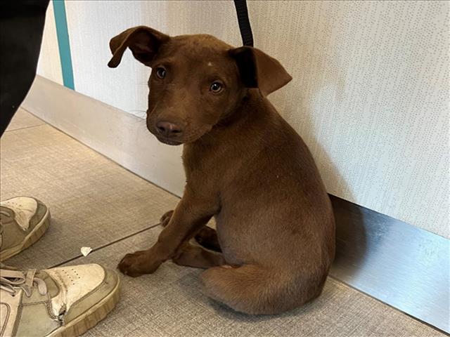 adoptable Dog in Rancho Cucamonga, CA named UNKNOWN