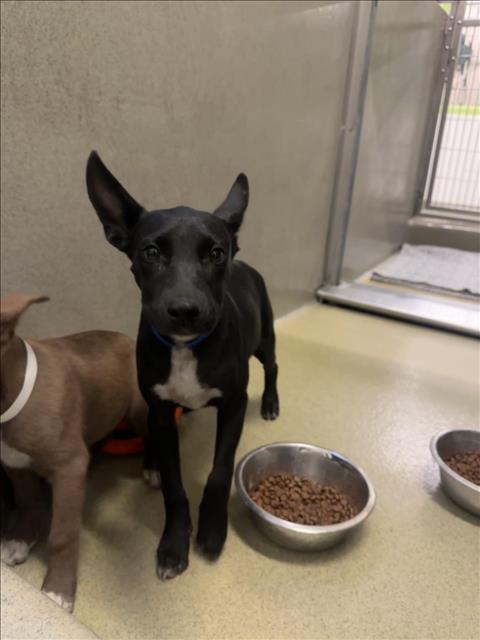 adoptable Dog in Rancho Cucamonga, CA named UNKNOWN - SCAR