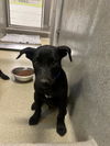 adoptable Dog in Rancho Cucamonga, CA named UNKNOWN