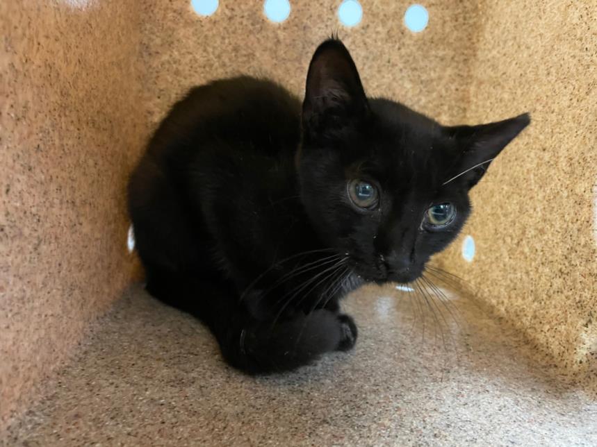 adoptable Cat in Rancho Cucamonga, CA named LONDON 1