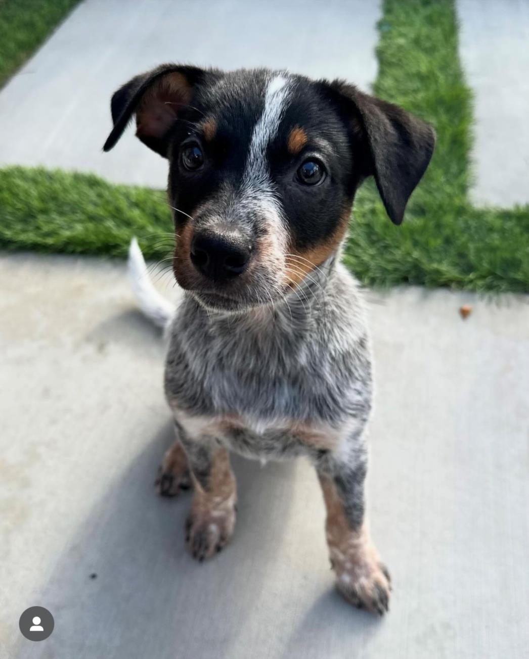 adoptable Dog in Rancho Cucamonga, CA named BLOSSOM