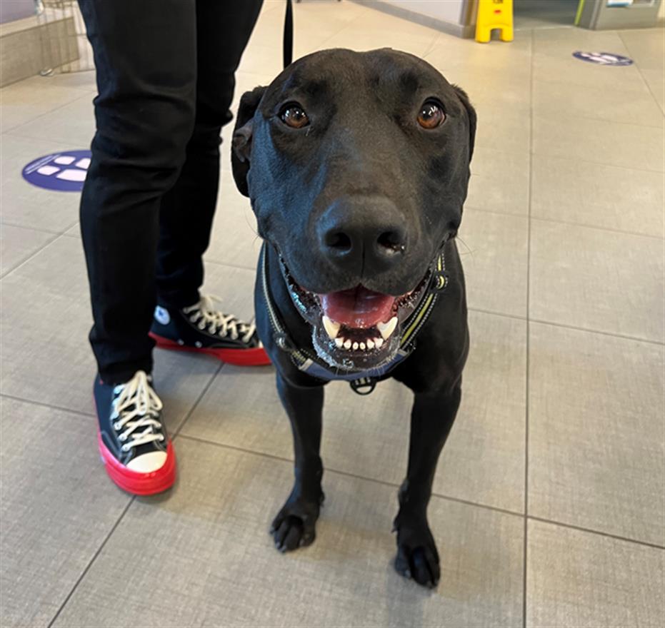 adoptable Dog in Rancho Cucamonga, CA named UNKNOWN