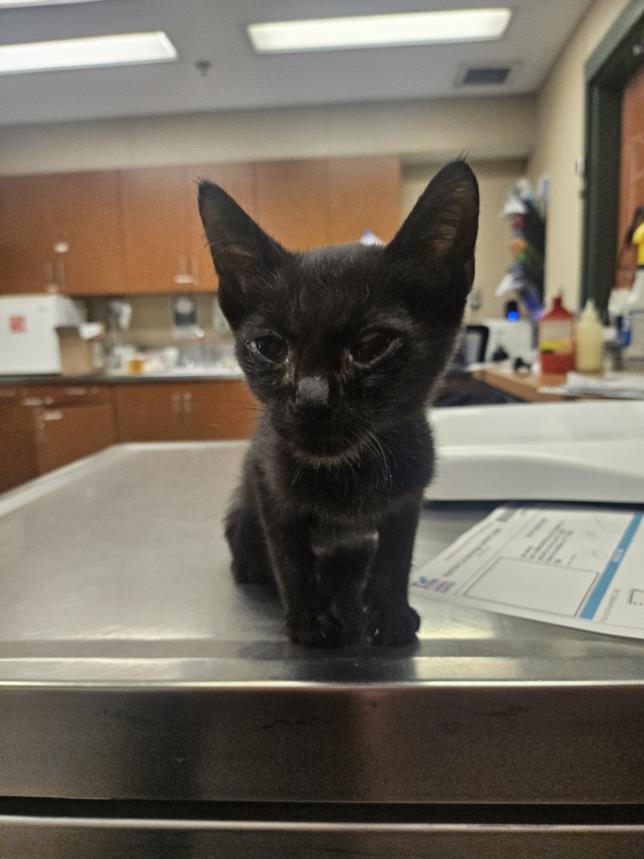 adoptable Cat in Rancho Cucamonga, CA named UNKNOWN