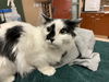 adoptable Cat in , CA named MOO