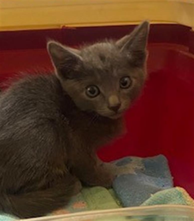 adoptable Cat in Rancho Cucamonga, CA named UNKNOWN