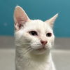 adoptable Cat in Rancho Cucamonga, CA named CLOUD