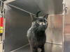 adoptable Cat in Rancho Cucamonga, CA named PEPPY