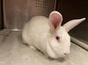 adoptable Rabbit in Rancho Cucamonga, CA named UNKNOWN