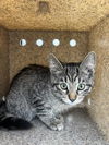 adoptable Cat in Rancho Cucamonga, CA named PLACER