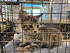 adoptable Cat in Rancho Cucamonga, CA named UNKNOWN