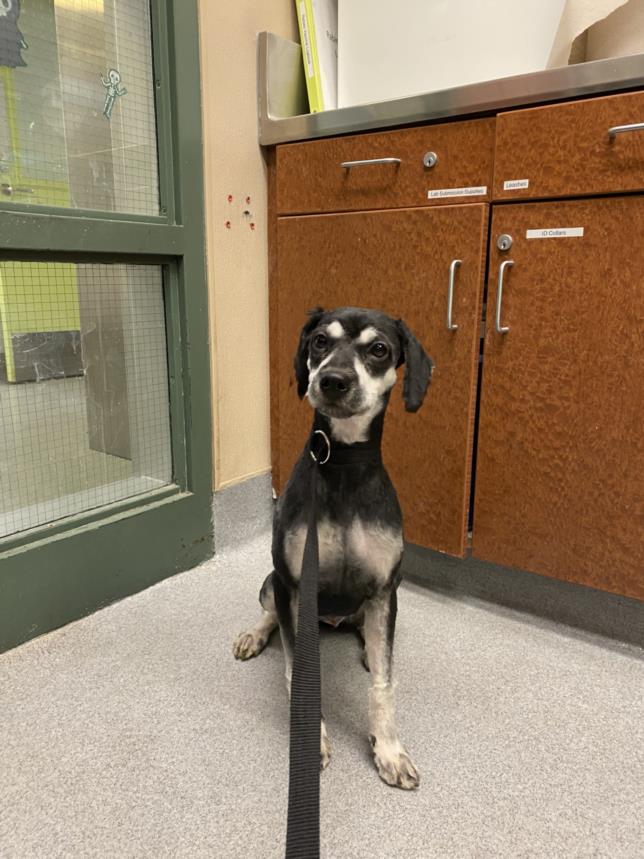 adoptable Dog in Rancho Cucamonga, CA named PEPPER