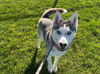 adoptable Dog in  named LEIA