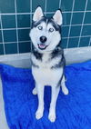 adoptable Dog in  named PERCY