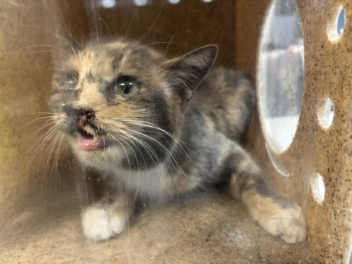 picture of the cat needing adoption