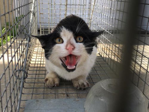 picture of the cat needing adoption