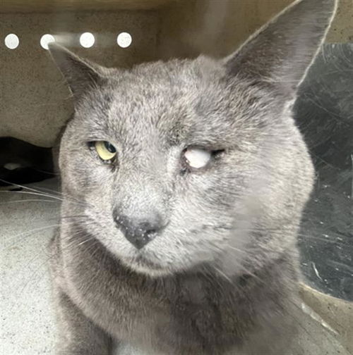 picture of the cat needing adoption