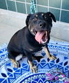 adoptable Dog in rancho cucamonga, CA named ADALINE