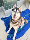 adoptable Dog in  named JESSIE