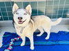adoptable Dog in  named KENNEDY
