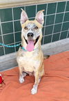 adoptable Dog in  named RILEY