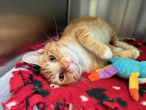 picture of the cat needing adoption