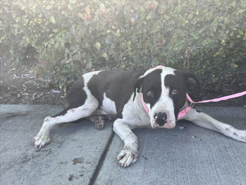 picture of the dog needing adoption