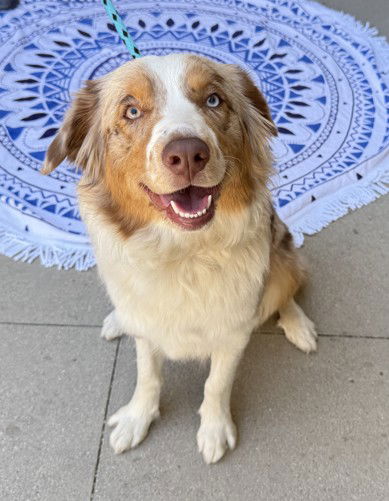 picture of the dog needing adoption
