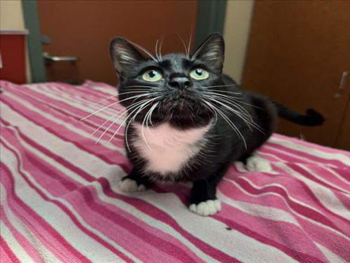 picture of the cat needing adoption