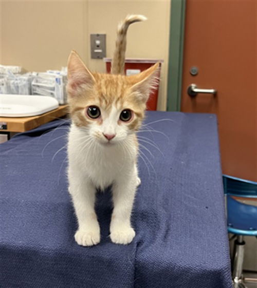 picture of the cat needing adoption