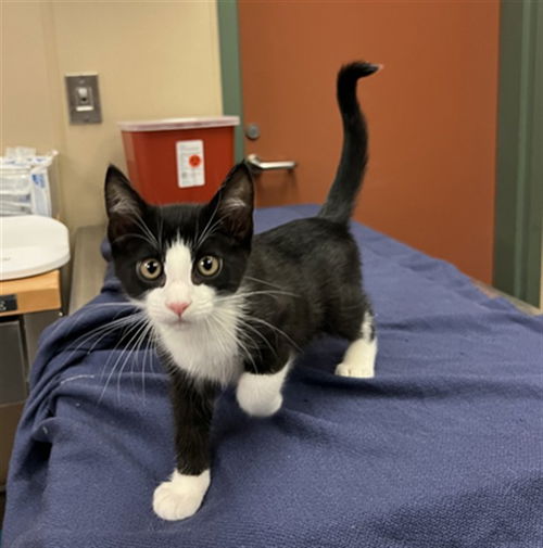 picture of the cat needing adoption