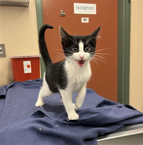 picture of the cat needing adoption