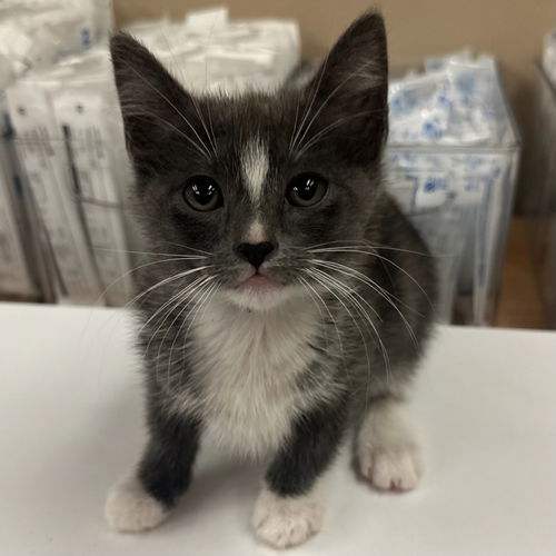 picture of the cat needing adoption