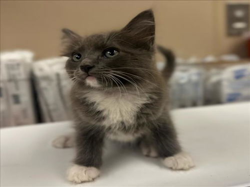 picture of the cat needing adoption