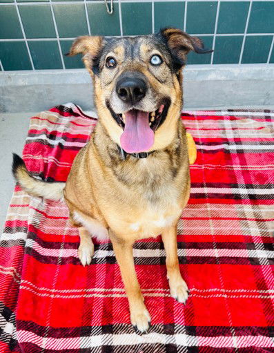 adoptable Dog in Rancho Cucamonga, CA named SYDNEY
