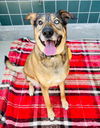 adoptable Dog in  named SYDNEY