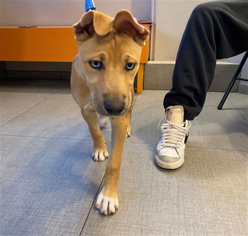 picture of the dog needing adoption