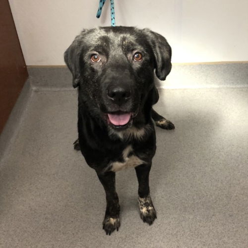 picture of the dog needing adoption