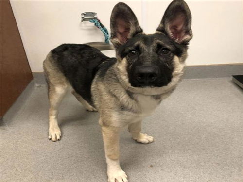 picture of the dog needing adoption